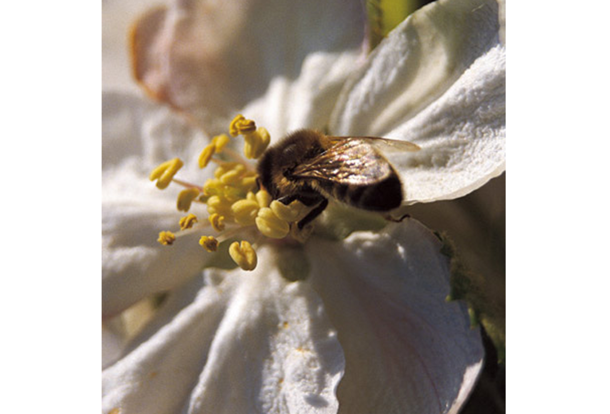 pfanner-getraenke-apfel-bluete-biene-bestaeubung.png 